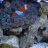 Mr New Saltwater