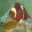 4fishman