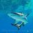 Seadragon1