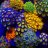 The Coral Garden