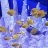 reefisland
