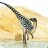 Leaellynasaura