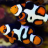 ReefMeef