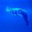 Jack@Waveline aquatics