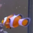 wadew