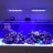 Robert's Reef
