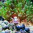 kreger's reef