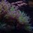 REEFDIY
