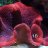 Royal_Reef