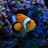 MapleReef