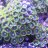reefdreamers