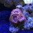 Reefraft