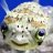 phytofish