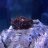 clownfish.reef