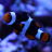 Abundant Life Aquariums