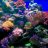 reeftigergal