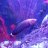 YellowFinsReef