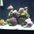 Hasreef