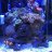 SaltwaterTanks