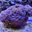 OdinCorals
