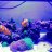 Albertan_Reef