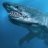 Caribbean_Shark