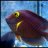 Fishdisease