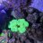 starreef05