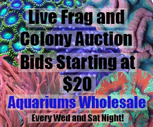 Live coral auction every wed and sat night