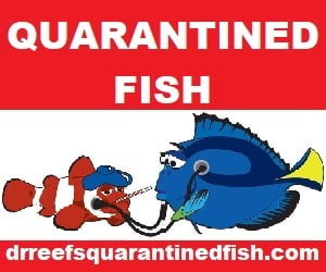Dr. Reefs Quarantined Fish