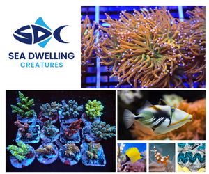 Sea Dwelling Creatures & Exotic Reef Imports