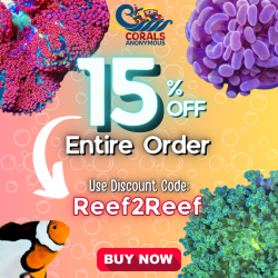 Corals Anonymous Deal Busters