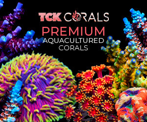 TCK Corals