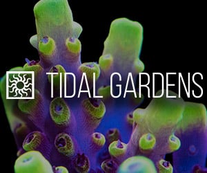 Tidal Gardens