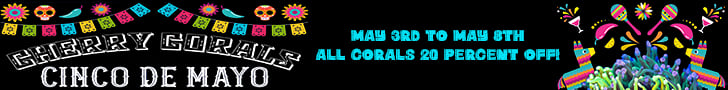 Cherry Corals Cinco De Mayo! 20% off all corals!