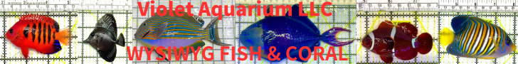 Violet Aquarium LLC