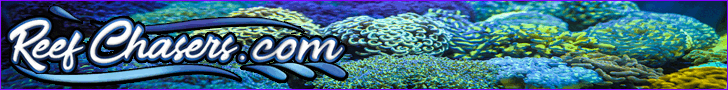 Reef Chasers Aquacultured Corals