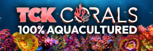 TCK Corals