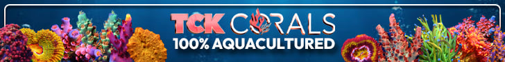 TCK Corals