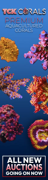 TCK Corals