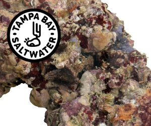 Tampa Bay Saltwater