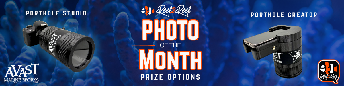 Photo Of The Month Contest
