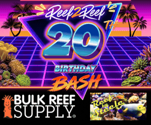 Birthday Bash