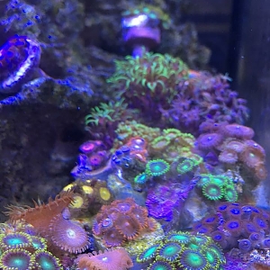 My Tank Pictures