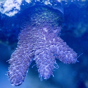 Erk's corals