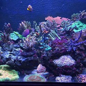 Tom's Reef