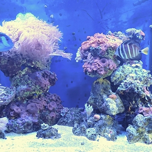 Reefs In Time