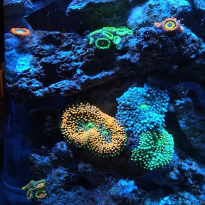 5g mixed reef