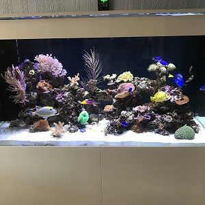 My Aqua Marine Reef 400