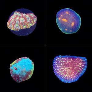 WYSIWYG Coral